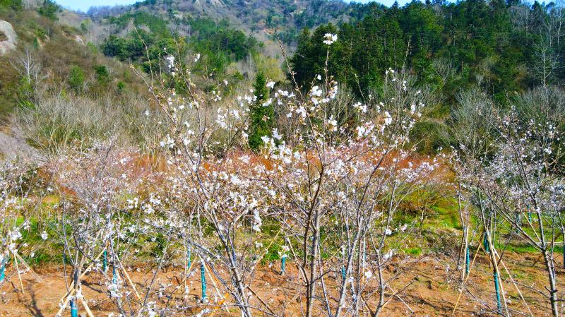 曉天鎮：浪漫櫻花  粉色夢境